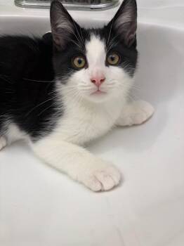 Super Cat Man -  Domestic Short Hair Cat for Adoption in Arthur, Ontario - Super Cat Man | PetCurious