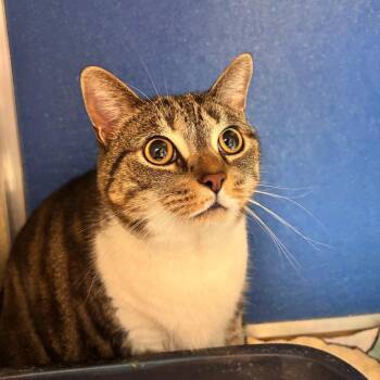 Firefly -  Domestic Short Hair Cat for Adoption in Lynchburg, Virginia - Firefly | PetCurious