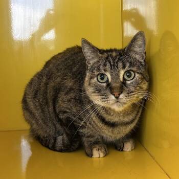 Tater -  Domestic Short Hair Cat for Adoption in Abilene, Texas - Tater | PetCurious