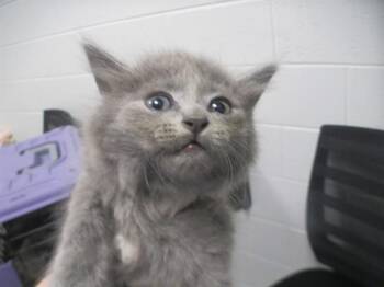 A382825 -  Domestic Medium Hair Cat for Adoption in Ocala, Florida - A382825 | PetCurious