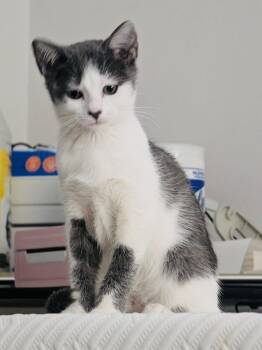 Rescue Domestic Short Hair Cats for Adoption in Edgewood, Florida - Sweet Pea | PetCurious