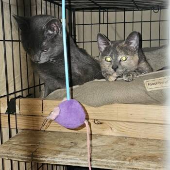 Domestic Short Hair Cats Available for Adoption - Sir Slate & Ms Shale, Bonded Pair | PetCurious