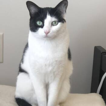 Tuxedo Cats Available for Adoption in Macomb, Michigan - Sweetie -  Cuddling Snuggling Lap Cat   | PetCurious