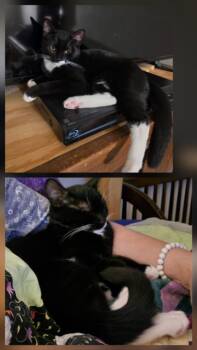 TONE -  Domestic Short Hair Cat for Adoption in Hagerstown, Maryland - TONE | PetCurious