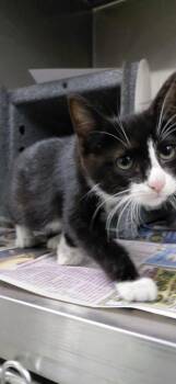 Vega -  Domestic Short Hair Cat for Adoption in Henderson, North Carolina - Vega | PetCurious