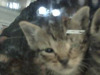 Rescue Domestic Short Hair Cats for Adoption in Dallas, Texas - ALEDO | PetCurious