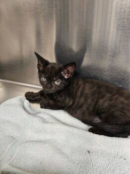 Rescue Domestic Short Hair Cats for Adoption in Batavia, Ohio - Black Panther | PetCurious