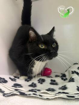 Domestic Short Hair Cats Available for Adoption in Delson, Quebec - Jacob | PetCurious