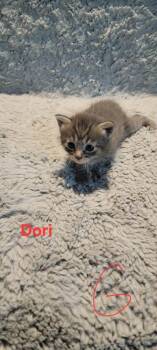 Dori -  Domestic Short Hair Cat for Adoption in Deltona, Florida - Dori | PetCurious