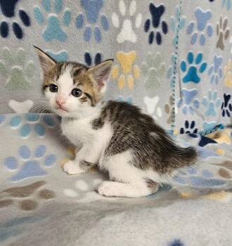 Lil Kim -  Domestic Short Hair Cat for Adoption in Wabash, Indiana - Lil Kim | PetCurious