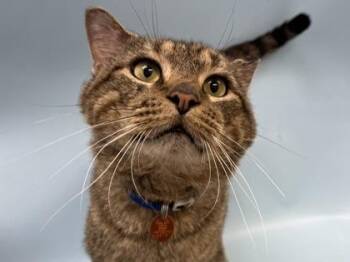 Buster -  Domestic Short Hair Cat for Adoption in Woodbury, Minnesota - Buster | PetCurious