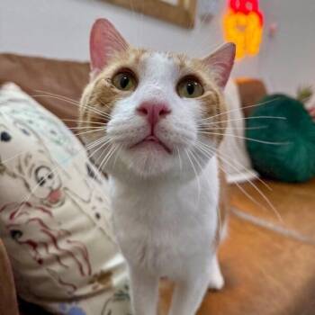 Domestic Short Hair and Tabby Cats Available for Adoption - Jelly Roll | PetCurious