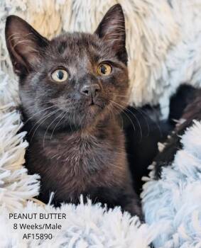 Peanut Butter -  Domestic Short Hair Cat for Adoption - Peanut Butter | PetCurious