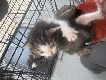 A654877 -  Domestic Short Hair Cat for Adoption in Houston, Texas - A654877 | PetCurious