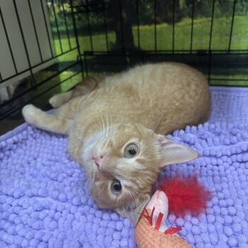 Sweet Potato -  Domestic Short Hair Cat for Adoption in Statesboro, Georgia - Sweet Potato | PetCurious