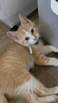 Ivy (Blue/Orange collar) -  Domestic Short Hair Cat for Adoption in Plymouth, Michigan - Ivy (Blue/Orange Collar) | PetCurious