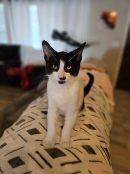 Scavenger -  Domestic Short Hair Cat for Adoption in Twin Falls, Idaho - Scavenger | PetCurious
