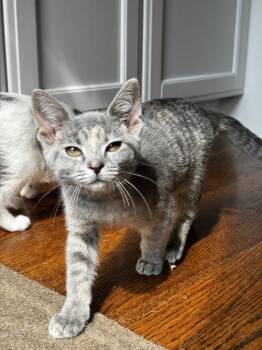 Dopey -  Domestic Short Hair Cat for Adoption in Chicago, Illinois - Dopey | PetCurious