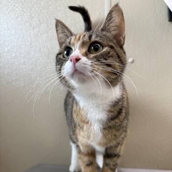 Domestic Short Hair Cats Available for Adoption - Olivia | PetCurious
