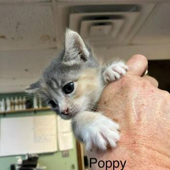 Domestic Short Hair Cats Available for Adoption in Madill, Oklahoma - Poppy | PetCurious