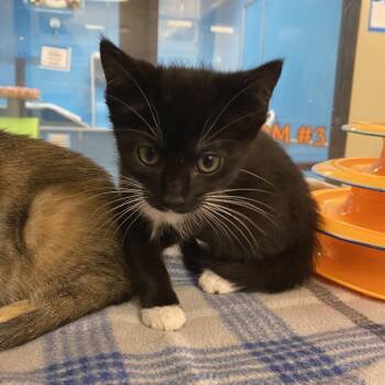 Sebastian -  Domestic Short Hair Cat for Adoption in Cheyenne, Wyoming - Sebastian | PetCurious
