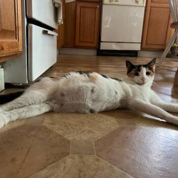 Willow -  Domestic Short Hair Cat for Adoption in Providence, Rhode Island - Willow | PetCurious