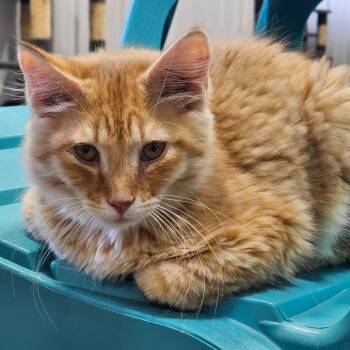 Twix -  Domestic Long Hair Cat for Adoption in Corydon, Indiana - Twix | PetCurious