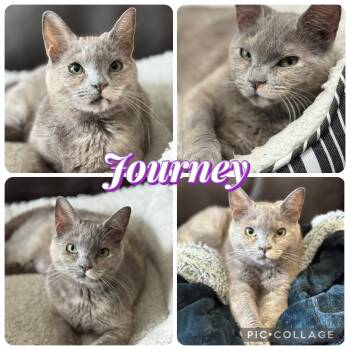 Domestic Short Hair Cats Available for Adoption in Houston, Texas - JOURNEY | PetCurious