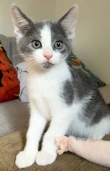 Glinda -  Domestic Short Hair Cat for Adoption in Raleigh, North Carolina - Glinda | PetCurious