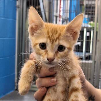Torin -  Domestic Short Hair Cat for Adoption in Montgomery, Alabama - Torin | PetCurious