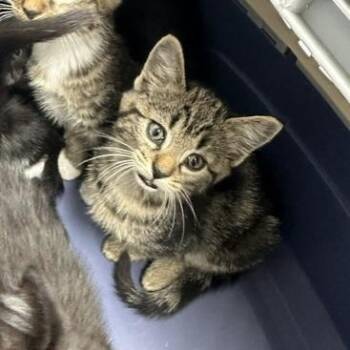 Hazel -  Domestic Short Hair Cat for Adoption in Indianapolis, Indiana - Hazel | PetCurious