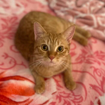 Rescue Domestic Short Hair Cats for Adoption in Merrifield, Virginia - Wanda Kuwait | PetCurious