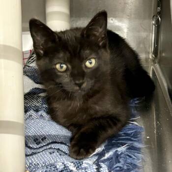 Sissy* -  Domestic Short Hair Cat for Adoption in San Gabriel, California - Sissy* | PetCurious