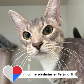 Tom Ford -  Domestic Short Hair Cat for Adoption in Fort Collins, Colorado - Tom Ford | PetCurious