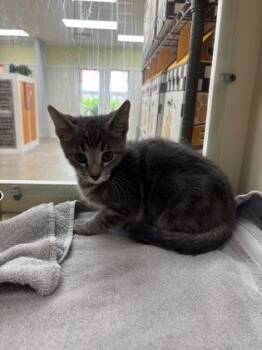 Flounder -  Domestic Short Hair Cat for Adoption in Cincinnati, Ohio - Flounder | PetCurious