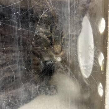 Comforter -  Domestic Short Hair Cat for Adoption in Philadelphia, Pennsylvania - Comforter | PetCurious