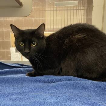 Void -  Domestic Short Hair Cat for Adoption in Cheyenne, Wyoming - Void | PetCurious