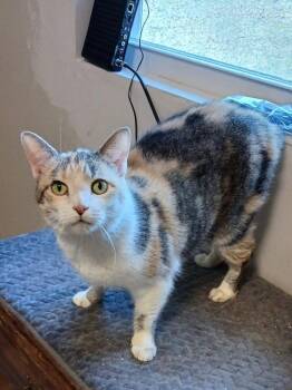 Magnolia -  Domestic Short Hair Cat for Adoption in Cromwell, Kentucky - Magnolia | PetCurious