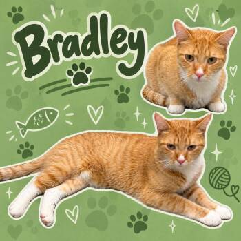 Bradley (FCID# 09/01/2026 - 909 Middletown PS) DC -  Tabby and Tuxedo Cat for Adoption in Greenville, Delaware - Bradley (FCID# 09/01/2026 - 909 Middletown PS) DC | PetCurious
