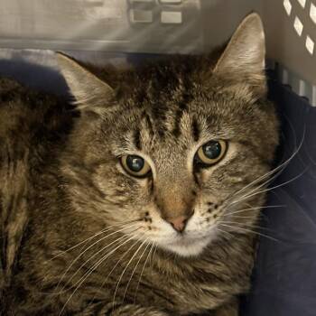 Domestic Short Hair Cats Available for Adoption in Salt Lake City, Utah - Banana | PetCurious