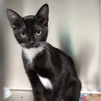 Lace -  Siamese and Domestic Short Hair Cat for Adoption in Spokane, Washington - Lace | PetCurious