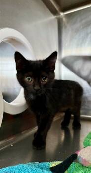 Rescue Domestic Short Hair Cats for Adoption in Fremont, California - TRUFFLES | PetCurious