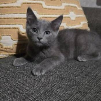 Samael -  Domestic Short Hair Cat for Adoption in Greenwood, Missouri - Samael | PetCurious