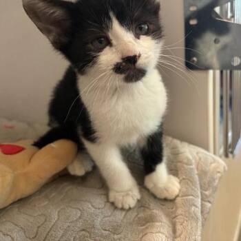 Bat -  Domestic Short Hair Cat for Adoption in Phoenix, Arizona - Bat | PetCurious