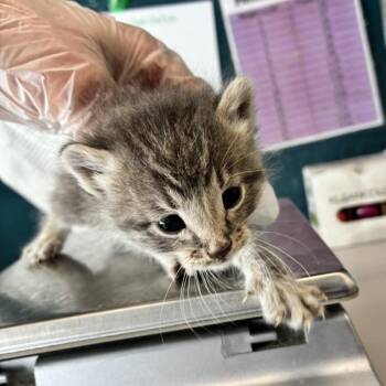 Dolly -  Domestic Short Hair Cat for Adoption in Salt Lake City, Utah - Dolly | PetCurious