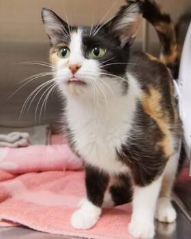 Victoria -  Domestic Short Hair Cat for Adoption in Fishers, Indiana - Victoria | PetCurious