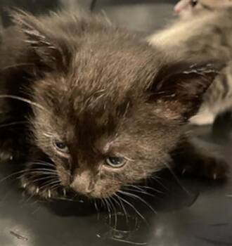 Domestic Short Hair Cats Available for Adoption - A134221 | PetCurious