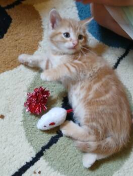 Milo -  Domestic Short Hair Cat for Adoption in Lemont, Illinois - Milo | PetCurious