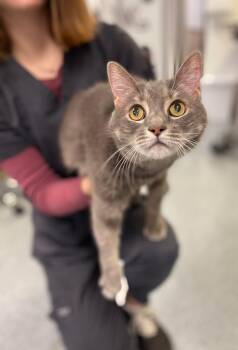 Rescue Domestic Short Hair Cats for Adoption in Stevensville, Michigan - Ghost | PetCurious
