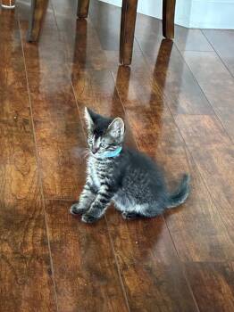 Tabby Cats Available for Adoption in Orlando, Florida - Gaston | PetCurious